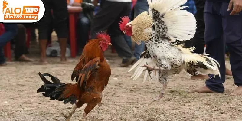 Các hình thức đá gà Alo789 phổ biến nhất hiện nay