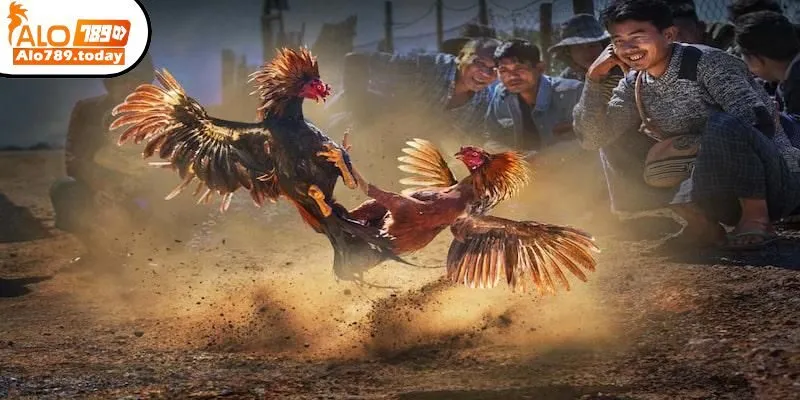 Đá gà Alo789 là gì?