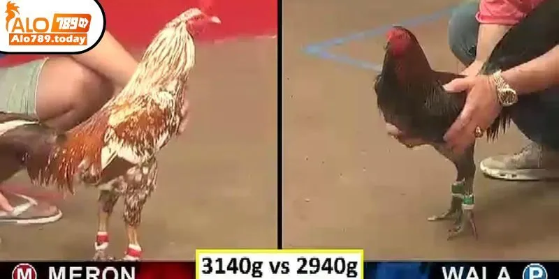 Đá gà Thomo là gì?